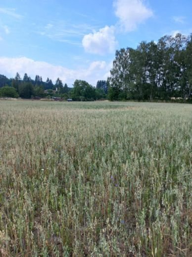 Baugrundstück am Stadtrand von Lychen zu verkaufen!