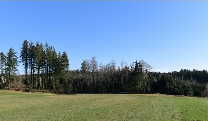 Waldgrundstück