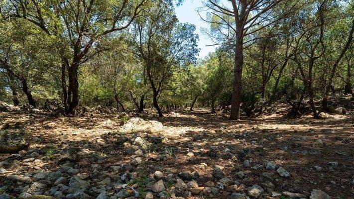 Cala Sant Vicenç Mallorca Landgut zum Verkauf Garten BHHS-BAL-0306