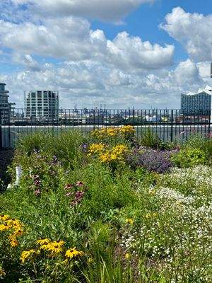 Begrünung der Dachterrasse