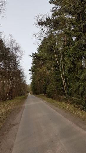 Waldgrundstück mit Baumbestand zu verkaufen