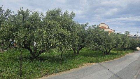 Kreta Bauernhöfe, Landwirtschaft, Kreta Forstwirtschaft