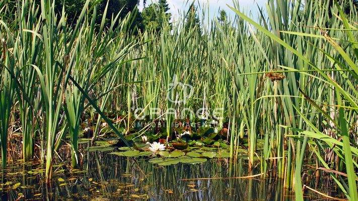 Naturteich (Grund- und Regenwasser)