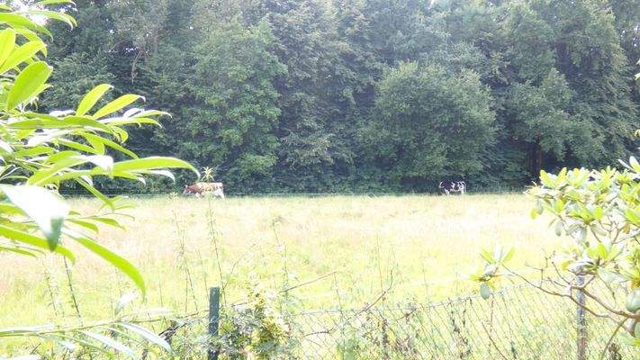 Blick über den Zaun auf die Weide
