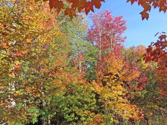 Nova Scotia - Smithfield - Wunderschönes 47-Hektar