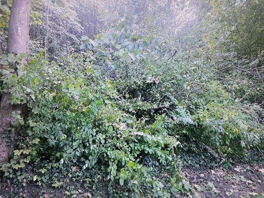 Tüllinger Fotos 2025-09 (6).JPG