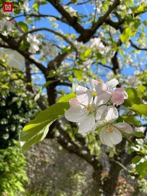.. wenn die Obstbäume blühen !