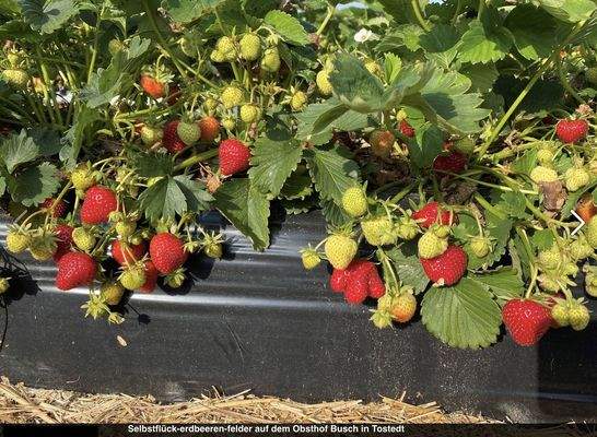 selbstfück Erdbeerfelder Busch