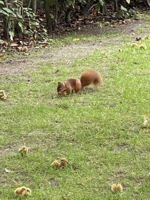 fröhliche Gartenbewohner