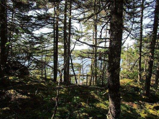 Im Grundstück am Seeufer