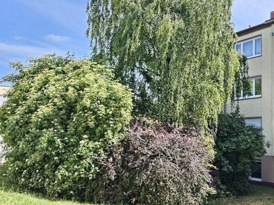 Grünanlage vor dem Haus