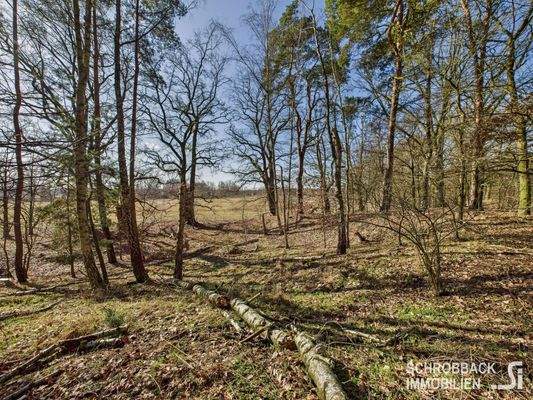 Waldstreifen auf der gegenüberliegenden Straßeseit