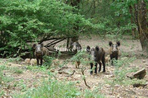 Yzeures-sur-Creuse Bauernhöfe, Landwirtschaft, Yzeures-sur-Creuse Forstwirtschaft