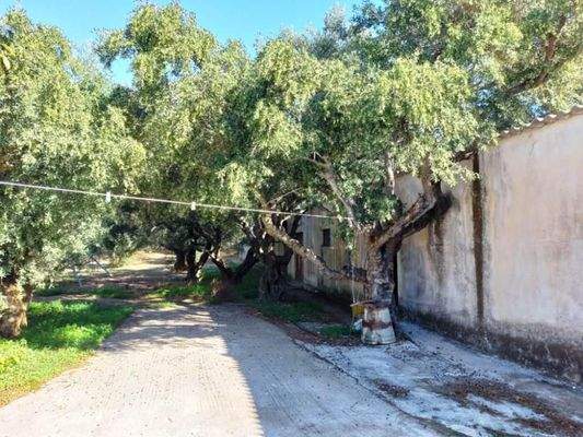 Ostkreta, Pappagiannades: Bewohnbares Haus mit Olivenbäumen und Bergblick zu verkaufen