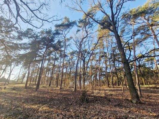 wunderschöner Baumbestand