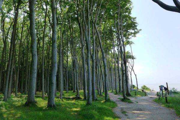 Gespensterwald Nienhagen