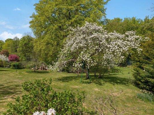 Alter Obstbaumbestand_2