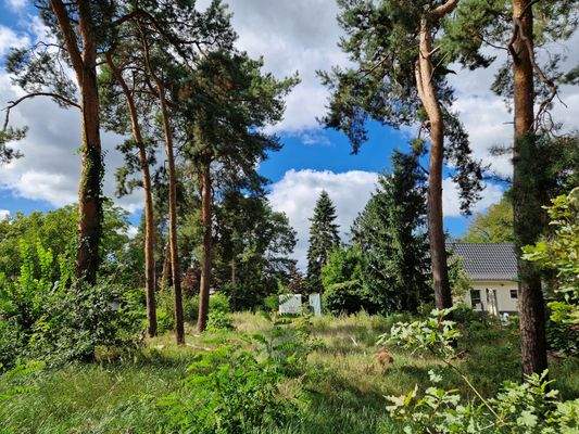 Blick von der hinteren Grundstücksgrenze