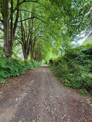 Zufahrt zum Haus über die Lindenallee