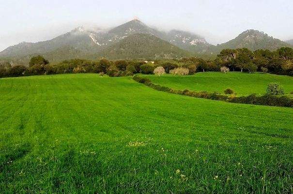 7139_02_Felanitx_Grundstück_Frühling