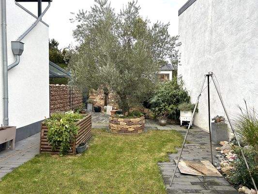 Garten Olivenbaum.jpg