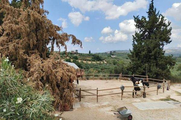 Kreta, Pemonia: Ruhiges und weitläufiges Anwesen zu verkaufen