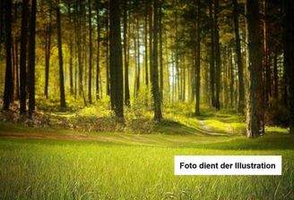 Waldgrundstück