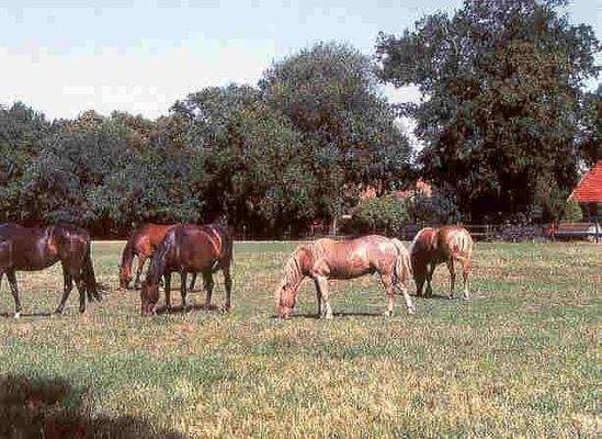 Pferdekoppel arrondiert