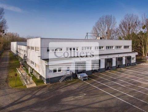 Potsdam Halle, Potsdam Hallenfläche