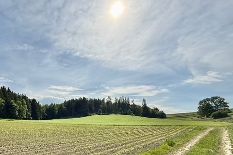 Zangberg Bauernhöfe, Landwirtschaft, Zangberg Forstwirtschaft