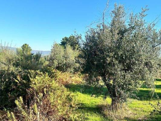 Olivenfarm