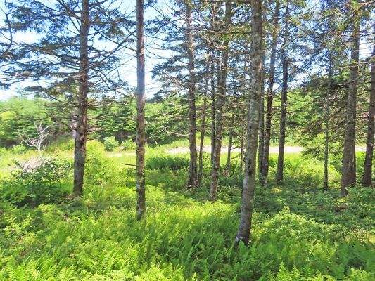 Cape Breton - Preiswertes 8,9 Hektar-Grundstück in