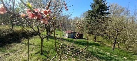 Weingarten Grundstücke, Weingarten Grundstück kaufen