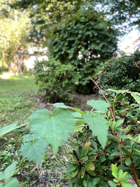 Essen / Bedingrade Wohnungen, Essen / Bedingrade Wohnung mieten