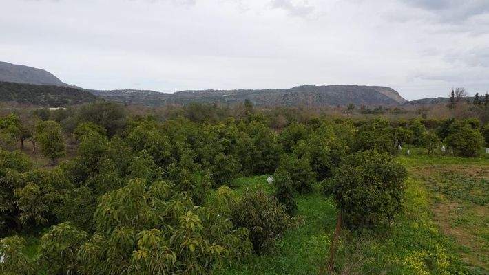 Kreta, Stilos: Charmantes ländliches Grundstück mit Bergblick zu verkaufen