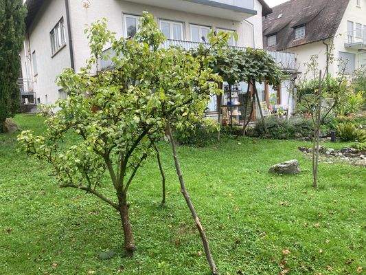 ... Blick zum Haus und der Wein-Pergula ...