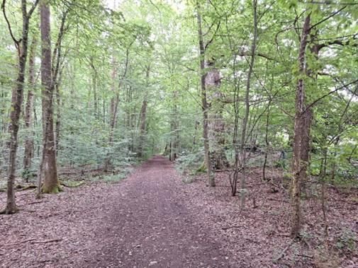 Waldweg in nächster Umgebung