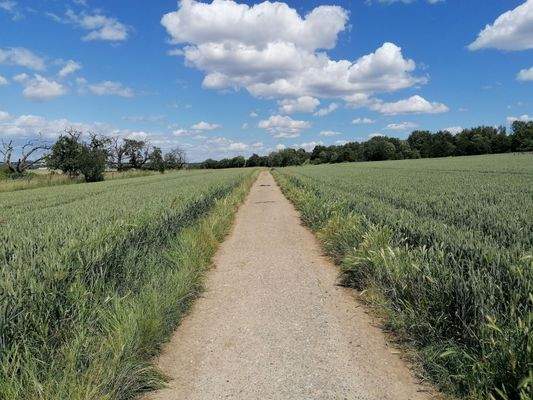 Felder in Berkersheim