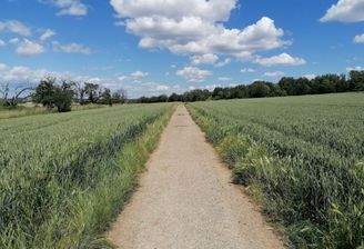 Felder in Berkersheim