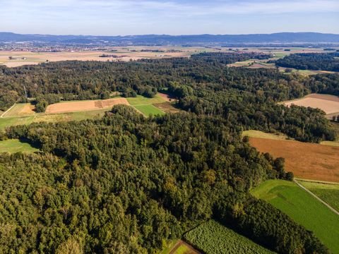 Dengling Bauernhöfe, Landwirtschaft, Dengling Forstwirtschaft