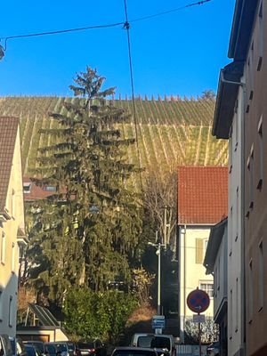 Weinberge