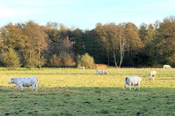 weitläufige Felder- und Wälder