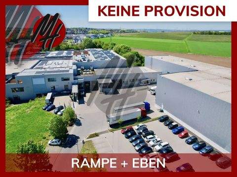 Alzey Halle, Alzey Hallenfläche