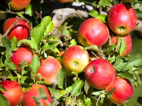 Leifers Grundstücke, Leifers Grundstück kaufen