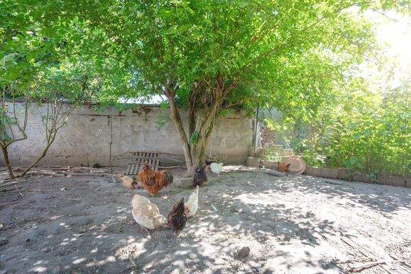 Hühnerauslauf hinter der Scheune