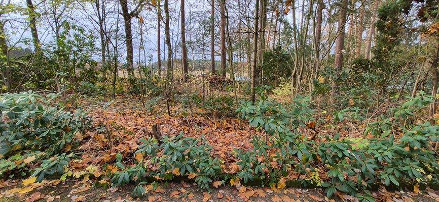 verwunschenes und naturbelassenes Grundstück 