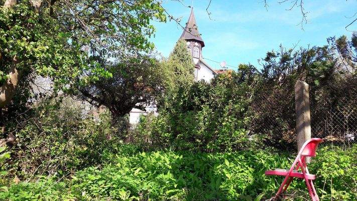 Bärlauchfeld im Garten