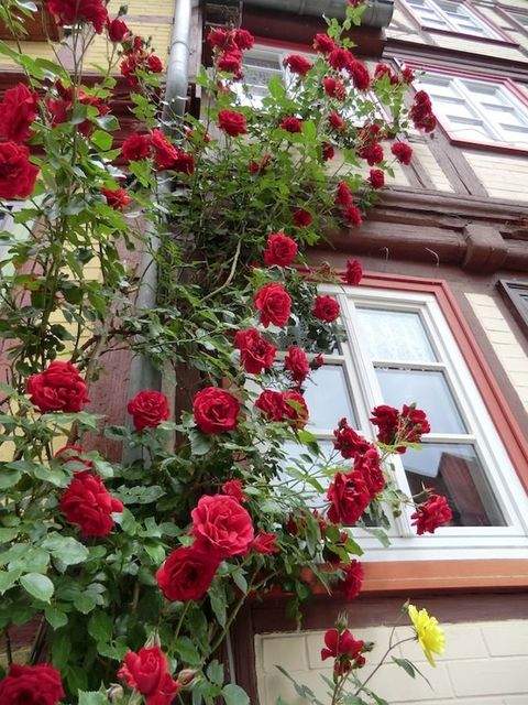 Halberstadt Häuser, Halberstadt Haus kaufen