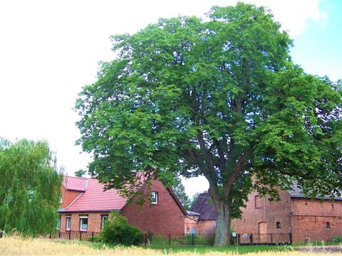 Groß Pankow (Prignitz) Bauernhöfe, Landwirtschaft, Groß Pankow (Prignitz) Forstwirtschaft