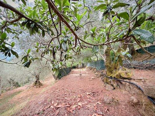 RO984_TERRA ITALIA IMMOBILIEN_REAL ESTATE_LAND_FOR